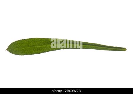 Cleavers, Goosegrass, Catchweed bedstraw (Galium aparine), leaf, cutout, Germany Stock Photo