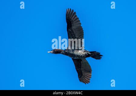 pygmy cormorant (Phalacrocorax pygmeus, Microcarbo pygmaeus), in flight from below, Romania, Danube Delta Stock Photo