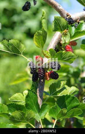 Chinese white mulberry (Morus alba 'Pendula', Morus alba Pendula), cultivar Pendula Stock Photo