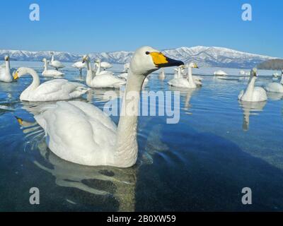 whooper swan (Cygnus cygnus), troop on freeze over lake, Japan, Hokkaido Stock Photo