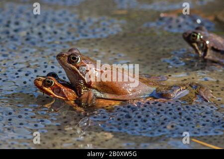 common frog, grass frog (Rana temporaria), frog couple in frogspawn, Germany, Baden-Wuerttemberg Stock Photo