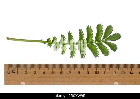 silver weed, silverweed cinquefoil (Potentilla anserina), leaf, cutout with ruler, Germany Stock Photo