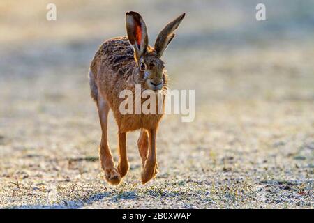 European hare, Brown hare (Lepus europaeus), running, front view, Germany, Baden-Wuerttemberg Stock Photo