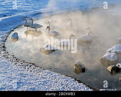 whooper swan (Cygnus cygnus), troop on a lake in winter, Japan, Hokkaido Stock Photo