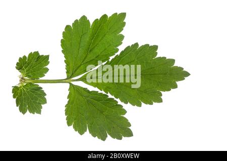common avens, wood avens, clover-root (Geum urbanum), leaf, cutout, Germany Stock Photo