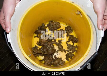 European common toad (Bufo bufo), toads in a bucket, Netherlands Stock Photo