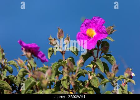 Pink Rock-Rose, Hoary Rock-Rose, hairy rockrose, rock rose, rock-rose, Grey-haired Rockrose, Cretan rockrose (Cistus creticus, Cistus incanus), blooming, Croatia Stock Photo