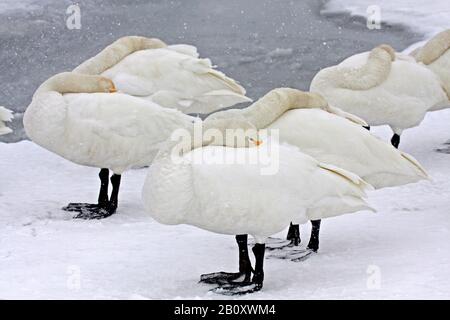 whooper swan (Cygnus cygnus), troop standing on frozen lake and sleeping, Japan, Hokkaido Stock Photo