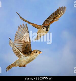 Eurasian tree sparrow (Passer montanus), with sparrow in flight, Germany Stock Photo