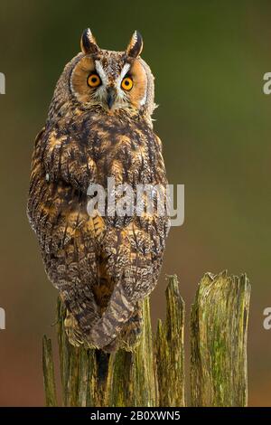 long-eared owl (Asio otus), sits on a dead tree, Czech Republic Stock Photo