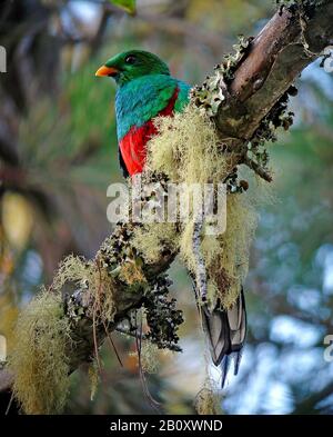 white-tipped quetzal (Pharomachrus fulgidus), male sits on a branch covered with lichens, Colombia Stock Photo