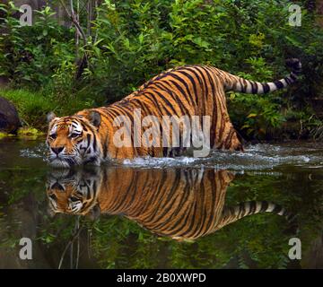 Siberian tiger, Amurian tiger (Panthera tigris altaica), walking into the water, side view Stock Photo