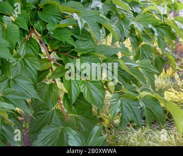 Chinese white mulberry (Morus alba 'Macrophylla', Morus alba Macrophylla), cultivar Macrophylla, Germany, Baden-Wuerttemberg Stock Photo