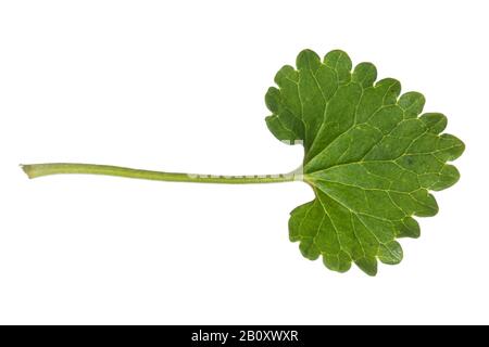 gill-over-the-ground, ground ivy (Glechoma hederacea), leaf, cutout, Germany Stock Photo