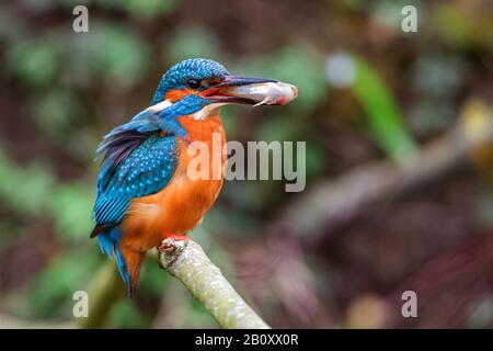river kingfisher (Alcedo atthis), male perching on a branch with a fish in the bill, Germany, Baden-Wuerttemberg