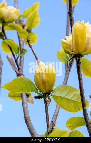 Butterly Magnolia (Magnolia x brooklynensis 'Yellow Bird', Magnolia x brooklynensis Yellow Bird), flowers of cultivar Yellow Bird Stock Photo
