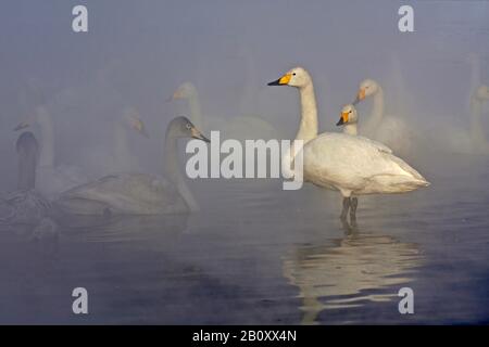whooper swan (Cygnus cygnus), troop on a steaming lake in winter, Japan, Hokkaido Stock Photo