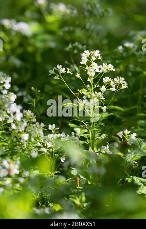 large bitter-cress, large Bittercress (Cardamine amara), blooming, Germany Stock Photo