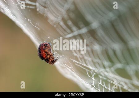 cross orbweaver, European garden spider, cross spider (Araneus diadematus), spider in net, Netherlands, South Holland