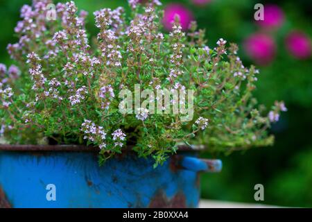 Garden thyme, English thyme, Common thyme (Thymus vulgaris), blooming in a pot, Germany Stock Photo