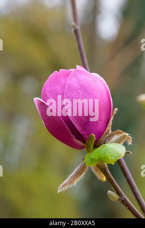 saucer magnolia (Magnolia 'Black Tulip', Magnolia Black Tulip), cultivar Black Tulip Stock Photo