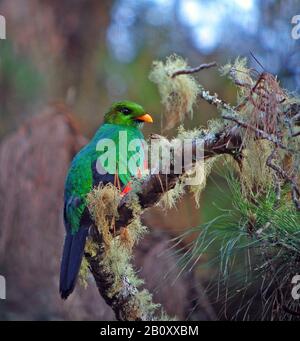 white-tipped quetzal (Pharomachrus fulgidus), male sits on a branch covered with lichens, Colombia Stock Photo