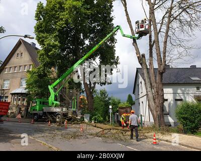 common horse chestnut (Aesculus hippocastanum), felling of a dead tree, Germany Stock Photo