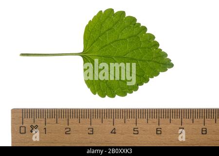 Yellow dead-nettle, Yellow Archangel, artillery plant, aluminium plant (Lamium galeobdolon, Galeobdolon luteum, Lamiastrum galeobdolon), leaf, cutout with ruler, Germany Stock Photo