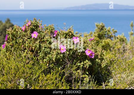 Pink Rock-Rose, Hoary Rock-Rose, hairy rockrose, rock rose, rock-rose, Grey-haired Rockrose, Cretan rockrose (Cistus creticus, Cistus incanus), blooming, Croatia Stock Photo