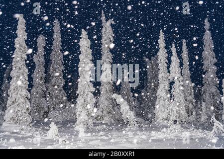 snowfall at night in Stubba nature reserve, Scandinavia, Lapland, Norrbotten Stock Photo