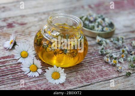 common daisy, lawn daisy, English daisy (Bellis perennis), common daisy in oil, Germany Stock Photo