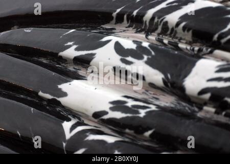 humpback whale (Megaptera novaeangliae), underside, detail, Netherlands Stock Photo