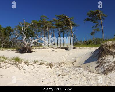 Windflüchter on the west beach Darßer Ort, Prerow, Fischland-Darß-Zingst, Mecklenburg-West Pomerania, Germany, Stock Photo