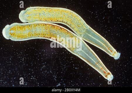 eight-eyed leech (Erpobdella octoculata, Herpobdella octoculata), two eight-eyed leeches, Germany Stock Photo