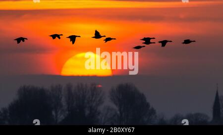 barnacle goose (Branta leucopsis), flying flock against evening sky, Netherlands Stock Photo