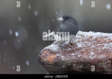 A dark-eyed junco perched on a snow covered rock. Stock Photo