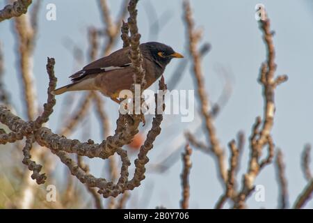 Little Bird Perched on a Branch tree branch on a bright sunny day. Stock Photo