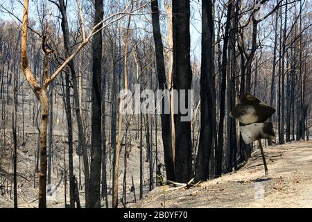 The devastation in the bush following the Australian summer of bushfires Stock Photo
