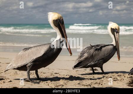 Brown pelican family on the beach, ocean waves and clouds in background Stock Photo