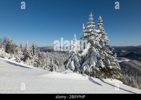 4k Beautiful Snowy White Forest In Winter Frosty Day. Snowing In Winter 