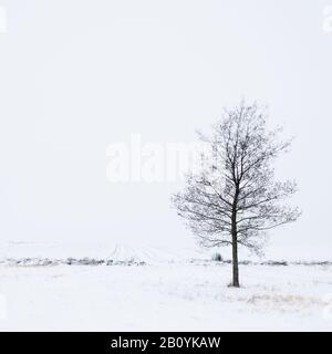 Tree in winter, Stock Photo