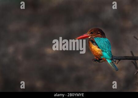 Kingfisher Bird.. Stock Photo