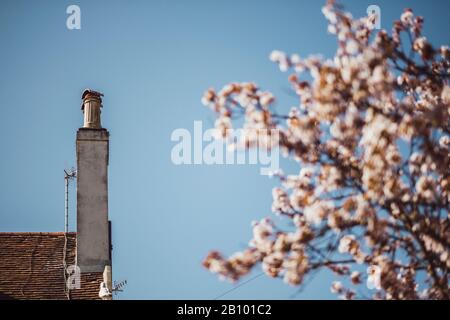 Typical British chimney next to flowering cherry trees in spring, Brighton, England Stock Photo