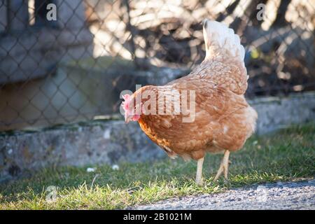 A hen by the side of the road is picking up food. European homemade brown hen.The old custom of putting chickens on the road to feed on grass, worms a Stock Photo
