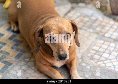Dachshund or teckel [Note] (in German: Dackel), also nicknamed the sausage dog, is a breed of dog from Germany. He is described as a hunting hunter, c Stock Photo