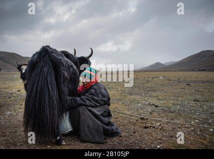 At the end of every day Tibetan nomads have the difficult task of arranging and arranging their yaks around their campsites. Tibetan plateau Stock Photo