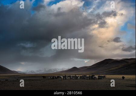 At the end of every day Tibetan nomads have the difficult task of arranging and arranging their yaks around their campsites. Tibetan plateau Stock Photo