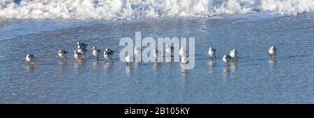 A flock of sanderlings eating and walking on the beach in California Stock Photo