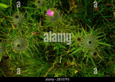 Close up of Scots Thistles ( Onopordum acanthium ) Scotland UK