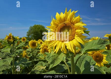 Sunflower field near Aub, Lower Franconia, Bavaria, Germany Stock Photo